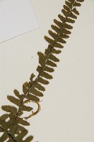 生芽鐵角蕨藏品圖，第3張