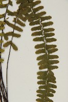 生芽鐵角蕨藏品圖，第4張