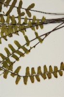 生芽鐵角蕨藏品圖，第5張