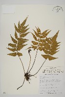 鐮葉鐵角蕨藏品圖，第1張