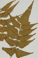 鐮葉鐵角蕨藏品圖，第3張