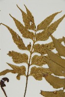 鐮葉鐵角蕨藏品圖，第4張