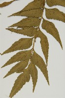 鐮葉鐵角蕨藏品圖，第5張