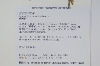 地刷子藏品圖，第2張