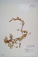 石松藏品圖，第1張