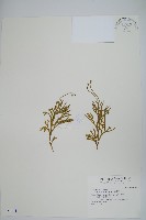 地刷子藏品圖，第1張