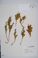 玉柏、玉柏石松藏品圖，第1張