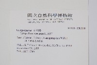 玉柏、玉柏石松藏品圖，第2張