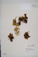 玉山石松藏品圖，第1張