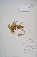 玉山石松藏品圖，第1張