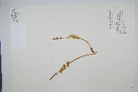 扇羽陰地蕨藏品圖，第1張