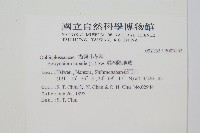 扇羽陰地蕨藏品圖，第2張