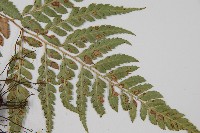 小葉複葉耳蕨藏品圖，第3張