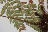 小葉複葉耳蕨藏品圖，第4張