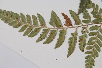 小葉複葉耳蕨藏品圖，第5張