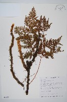 海州骨碎補藏品圖，第1張