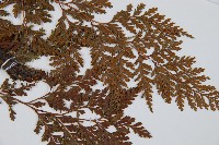 海州骨碎補藏品圖，第3張