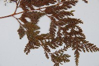 海州骨碎補藏品圖，第4張