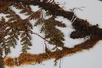 海州骨碎補藏品圖，第5張