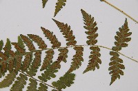 登錄號:P003156藏品圖，第4張