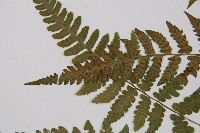 登錄號:P003156藏品圖，第5張