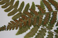 登錄號:P003156藏品圖，第6張