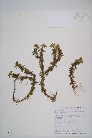 長柄千層塔藏品圖，第1張