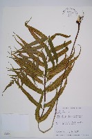 萊氏鐵角蕨藏品圖，第1張