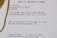 萊氏鐵角蕨藏品圖，第2張