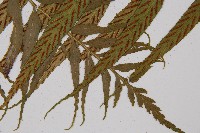 萊氏鐵角蕨藏品圖，第3張