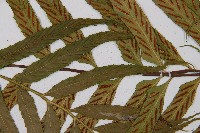 萊氏鐵角蕨藏品圖，第4張