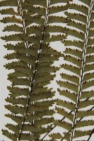 薄葉孔雀鐵角蕨、邊孢鐵角蕨藏品圖，第4張