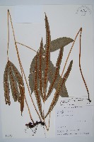 崇澍蕨藏品圖，第1張