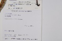 崇澍蕨藏品圖，第5張