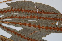 崇澍蕨藏品圖，第6張