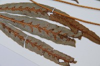 崇澍蕨藏品圖，第7張