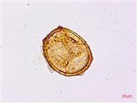 崇澍蕨藏品圖，第2張