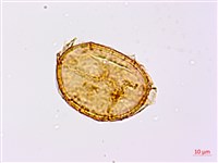 崇澍蕨藏品圖，第3張