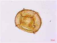 崇澍蕨藏品圖，第4張