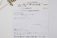 韓氏耳蕨藏品圖，第2張