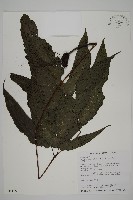 三叉蕨藏品圖，第1張