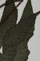 三叉蕨藏品圖，第3張