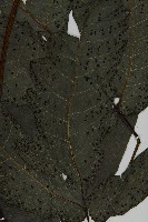 三叉蕨藏品圖，第4張