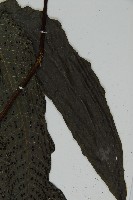 三叉蕨藏品圖，第5張