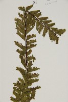 薄葉孔雀鐵角蕨、邊孢鐵角蕨藏品圖，第3張