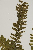 薄葉孔雀鐵角蕨、邊孢鐵角蕨藏品圖，第4張