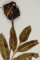 南海鐵角蕨藏品圖，第4張
