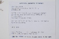 斜方複葉耳蕨藏品圖，第2張