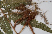 斜方複葉耳蕨藏品圖，第3張