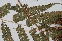 斜方複葉耳蕨藏品圖，第4張